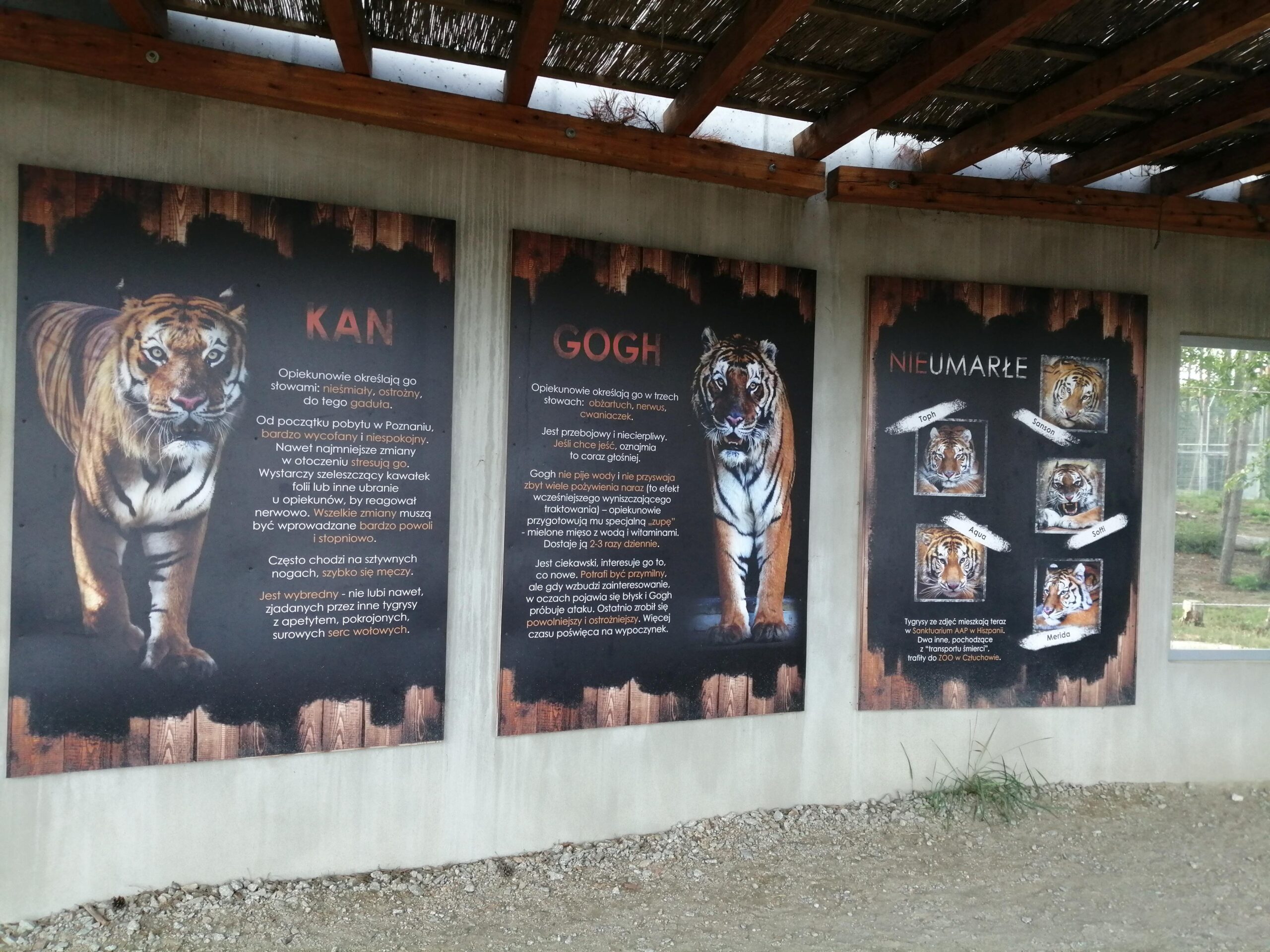 Azyl dla tygrysów, Nowe Zoo, Poznań