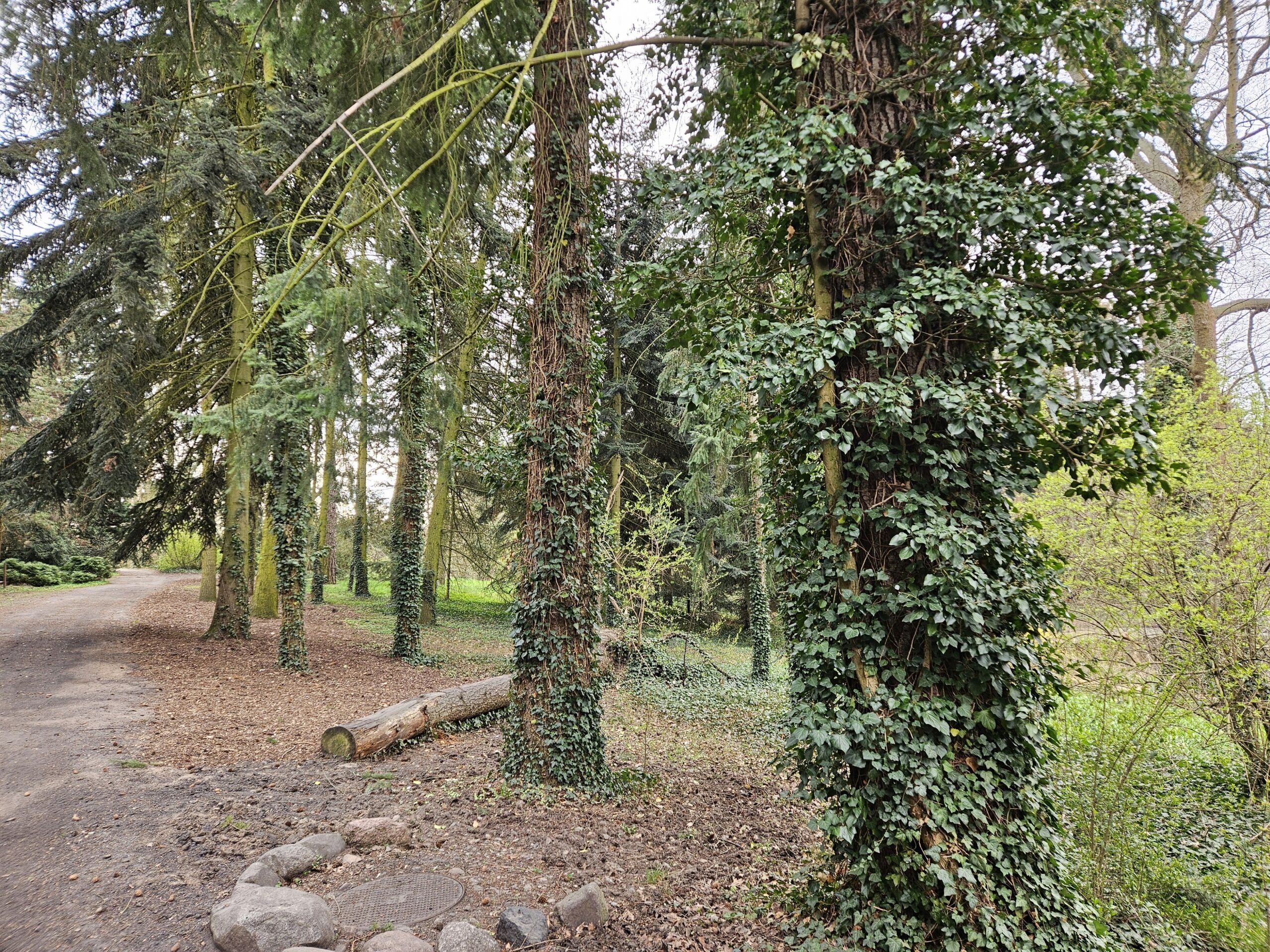 Ogród Dendrologiczny w Poznaniu