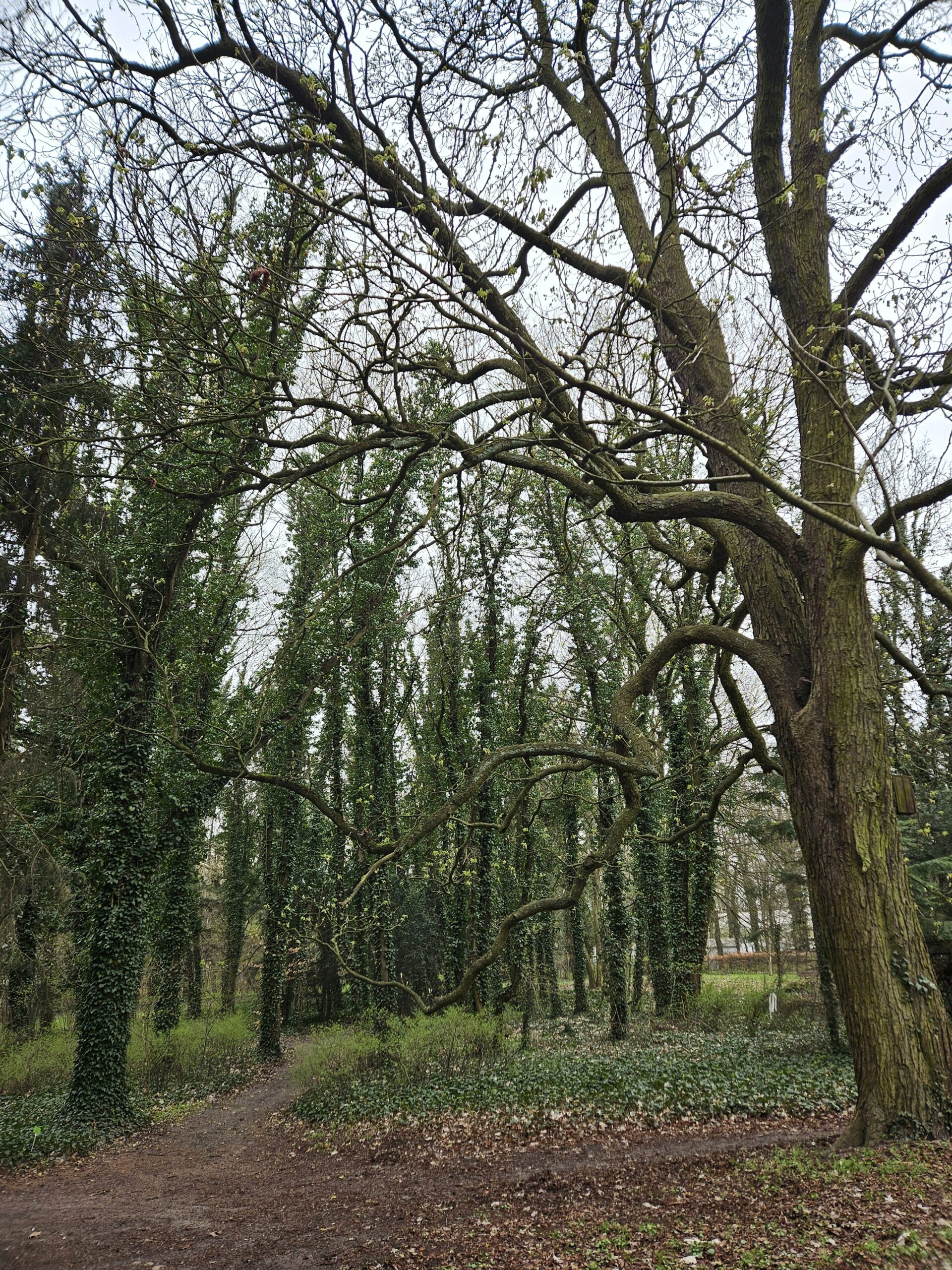 Ogród Dendrologiczny w Poznaniu